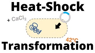 HeatShock Transformation Protocol for Bacteria [upl. by Merp]