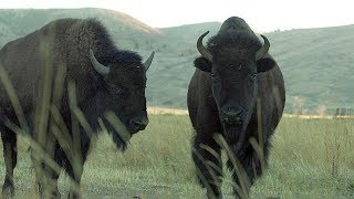 Bison  Farm To Fork Wyoming [upl. by Hasila841]