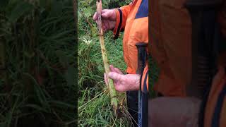 How to Kill Japanese Knotweed Ireland [upl. by Antebi]