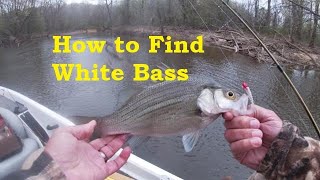 Simple Tactics for Big White BassHow to Catch White BassTipsLocations Lures to catch white bass [upl. by Rosenkrantz]