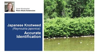 Japanese Knotweed Accurate Identification [upl. by Corty]