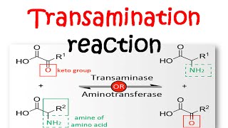 Transamination reaction mechanism [upl. by Arracot]