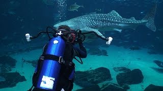 Georgia Aquarium Whale sharks and manta rays [upl. by Celestyna566]