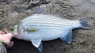 White Bass and Wipers on Inline Spinners Catching TONS [upl. by Yreme]