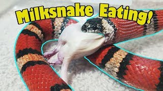 Feed My Pet Friday Milksnake Newly Reclassified [upl. by Shermie]