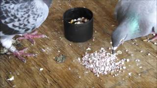 Starting To Raise Pigeons  Basic Starter Care Advice [upl. by Alimak]