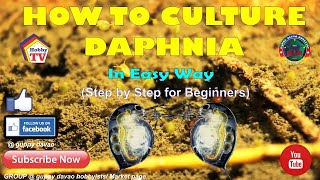 HOW TO CULTURE DAPHNIA In Easy Way [upl. by Airebma]