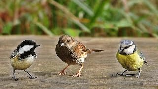 Sons doiseaux de la forêt [upl. by Bresee]