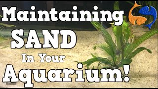 Maintaining A Sand Substrate In Your Aquarium KGTropicals [upl. by Lennard]