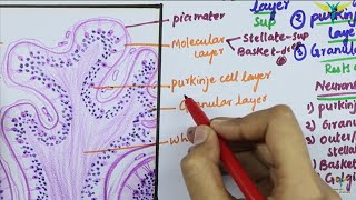 Histology of CEREBELLAR CORTEX [upl. by Estelle]