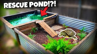 Rescue Pond Gets Makeover Rescue Turtle Enclosure [upl. by Milissent140]