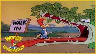 Woody Woodpecker  Hollywood Matador  Full Episodes [upl. by Oiramal783]