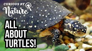 Meet the Spotted Turtles [upl. by Hailed930]